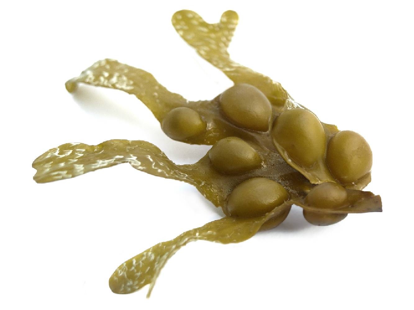 Fucus