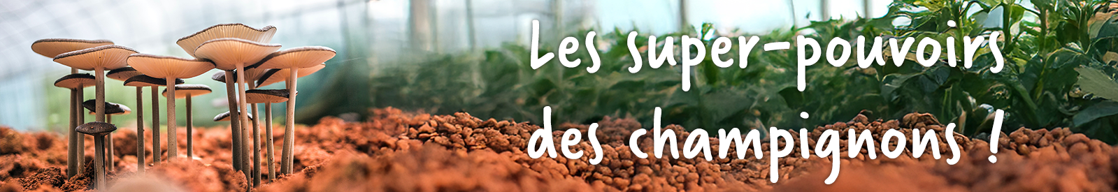 Champignons_FR