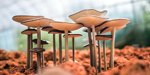 Champignons
