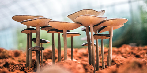 Champignons